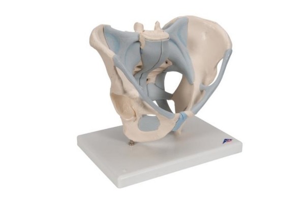 model szkieletu miednicy męskiej z więzadłami, 2 części- 3b smart anatomy- 1013281 [h21/2] 3b scientific modele anatomiczne 2